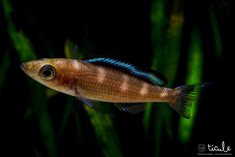 Paracyprichromis brieni 'Kitumba'